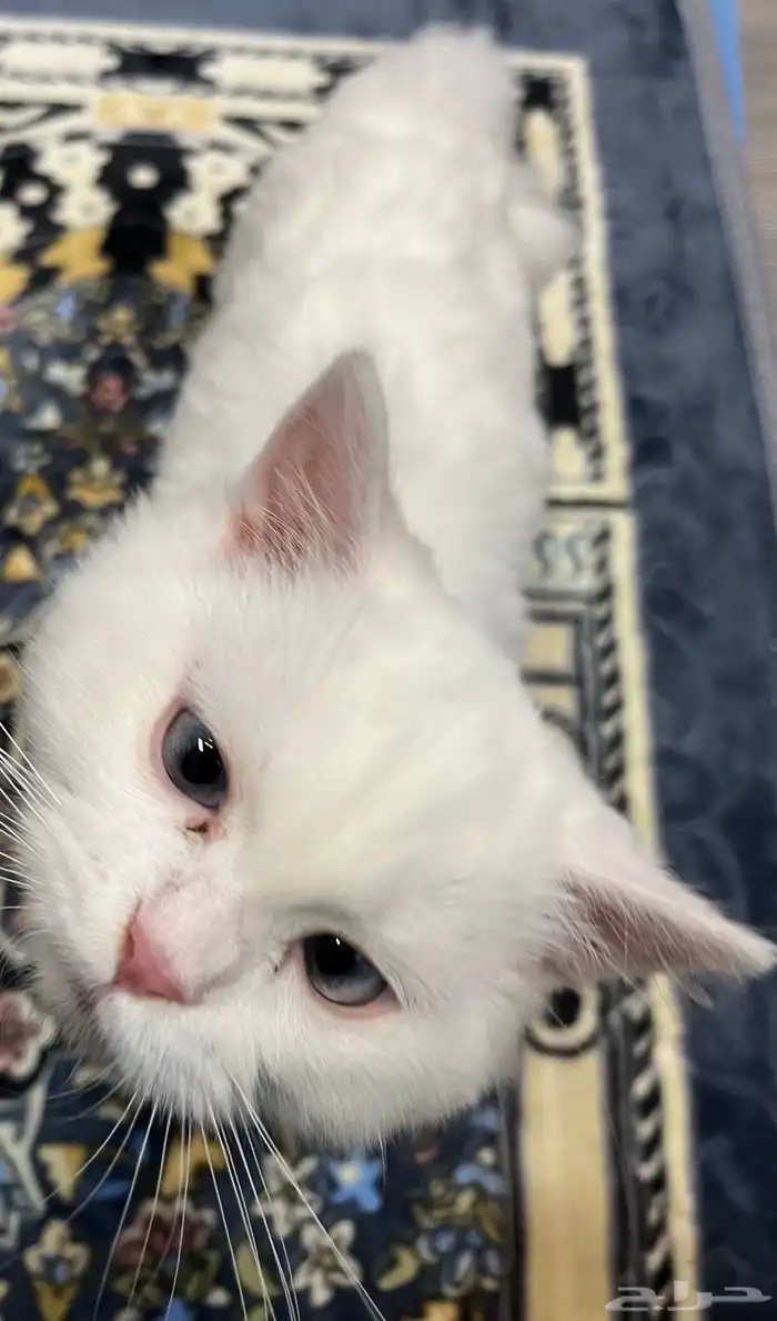 3 قطط شيرازيه للبيع مستعجل (ظرف خاص) 5