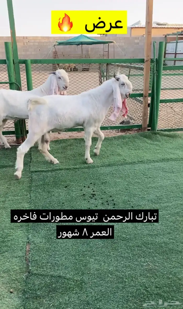 تيوس مطورات فواخر 2