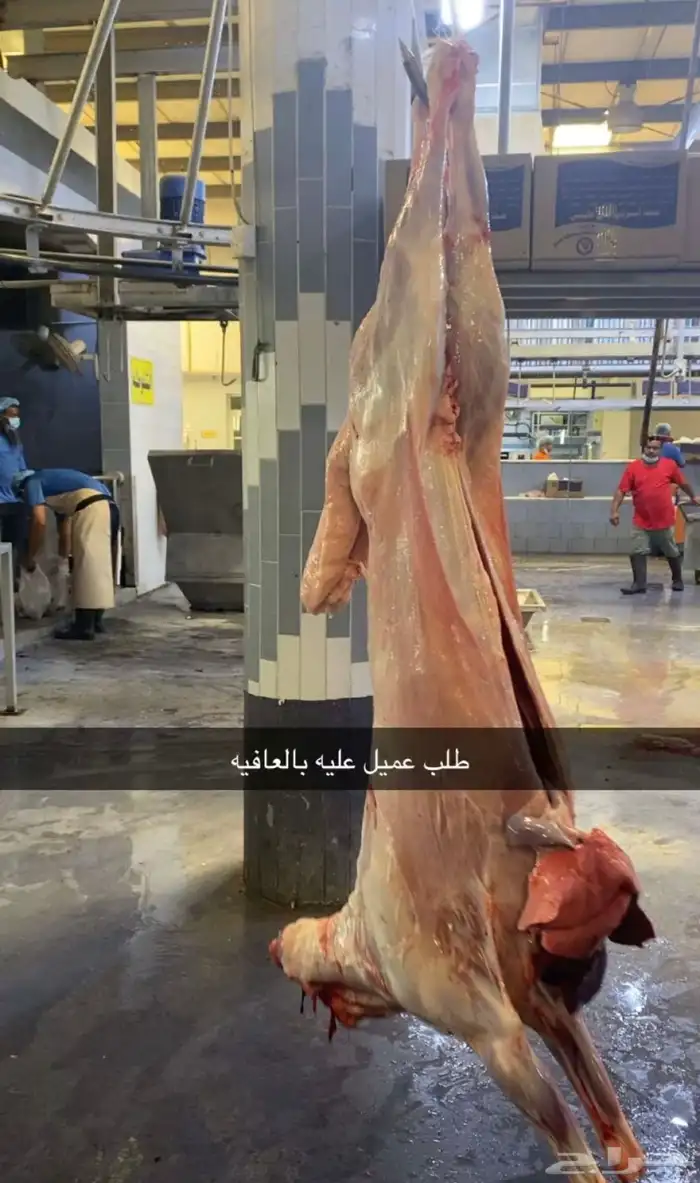 ذبايح حري نعيمي نجدي تيوس عوارض يوجد خدمه الذبح والتوصيل 26