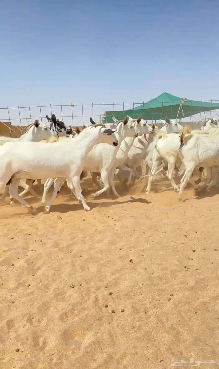 معزا بيشيات خلفات 21 تحتها 21 8