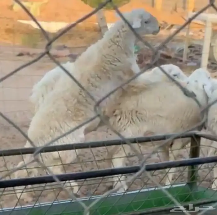 فحل حري مشروط 3