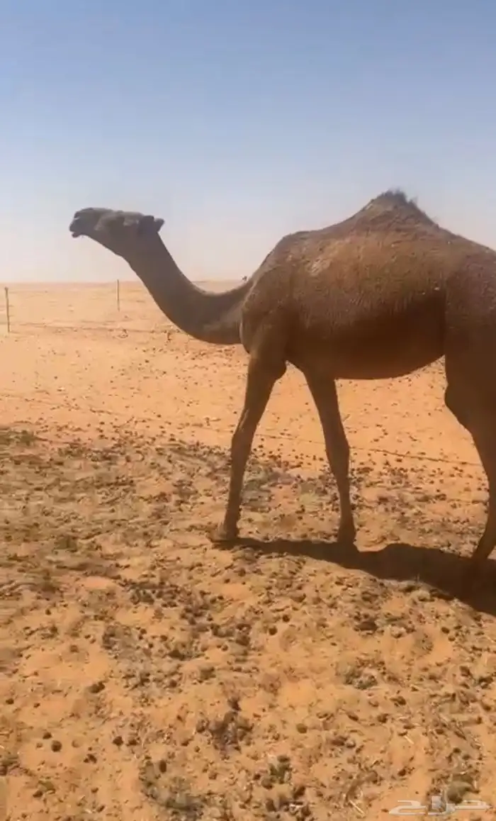 حقه صفرا المصدر أبل الجمالين على وسم الجمالين 1
