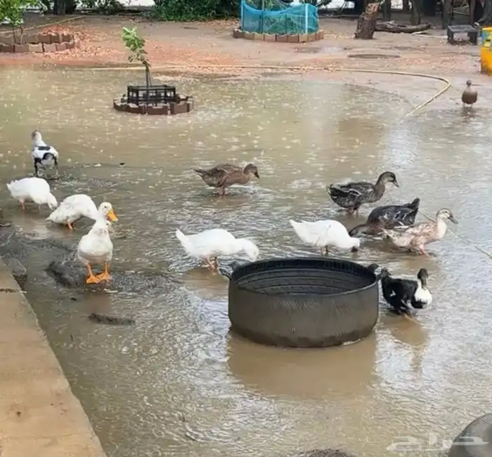بط كيني 1