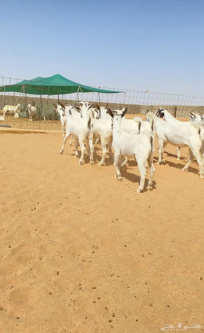 معزا بيشيات خلفات 21 تحتها 21 2