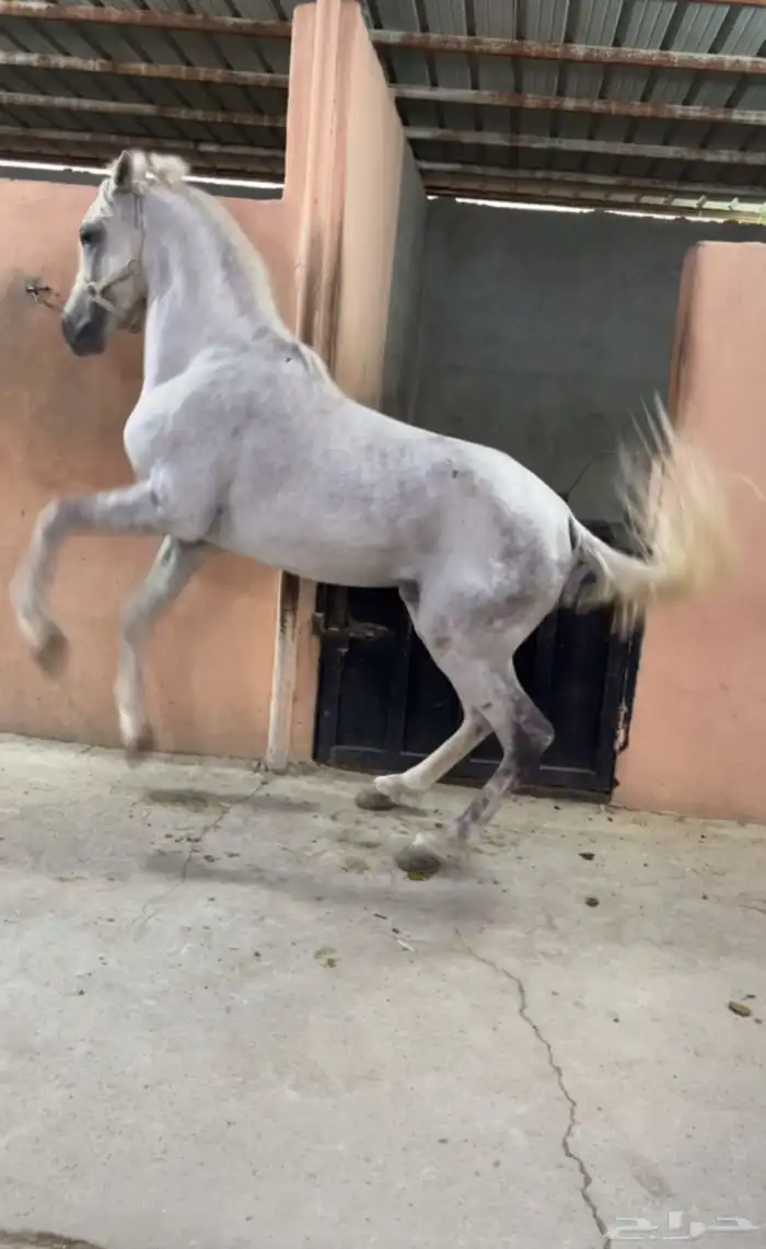 حصان شعبي كفو للبيع 0