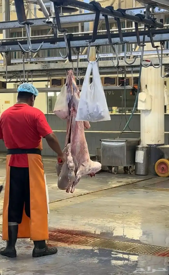 ذبايح حري نعيمي نجدي تيوس عوارض يوجد خدمه الذبح والتوصيل 20