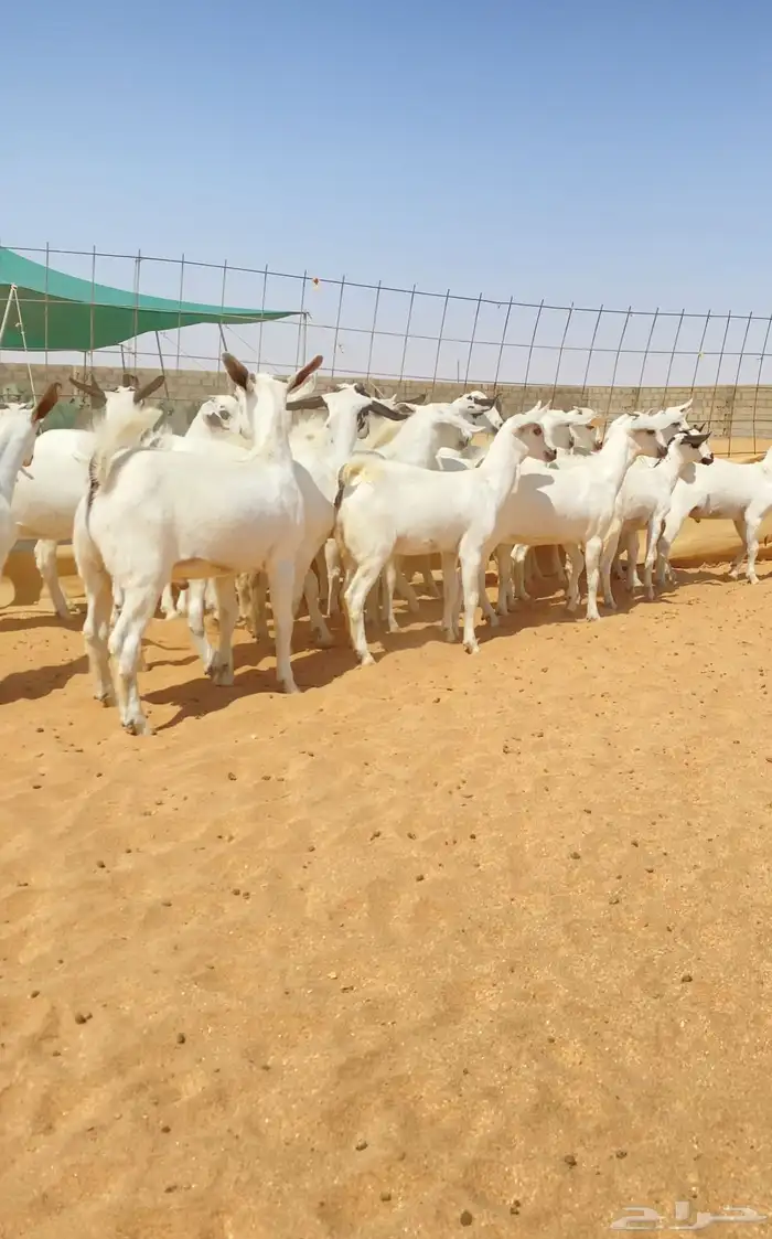 معزا بيشيات خلفات 21 تحتها 21 1