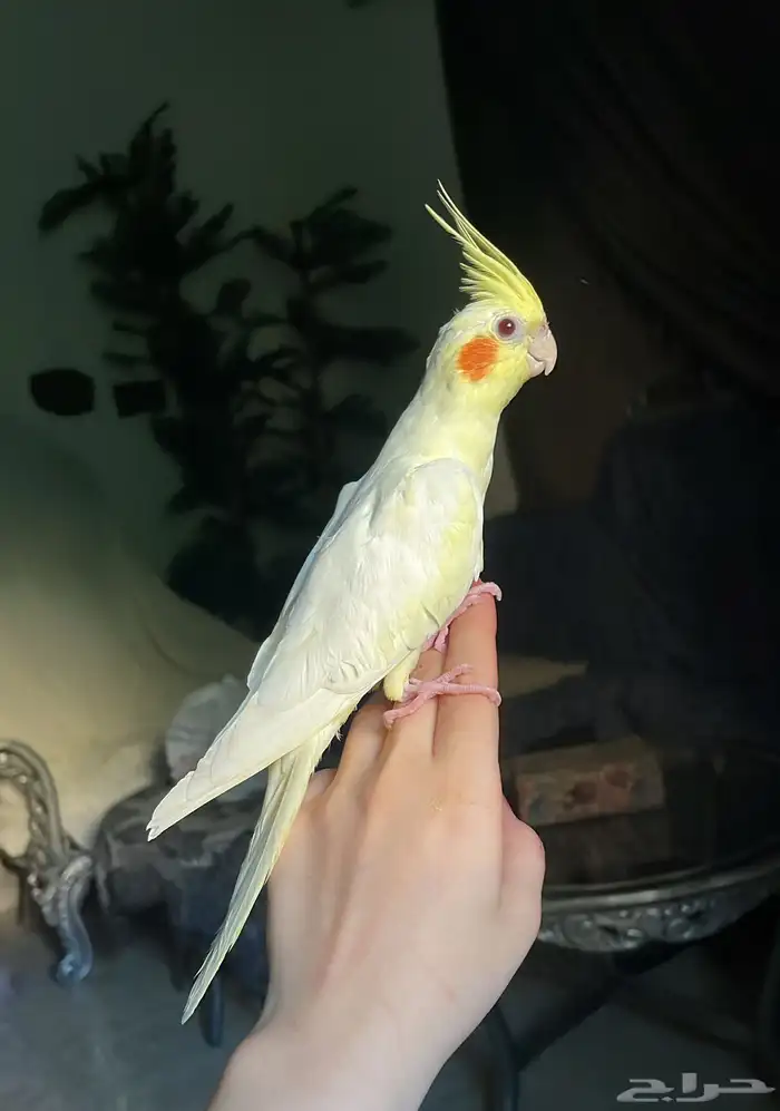 للبيع ببغاء الكروان الأليف 2