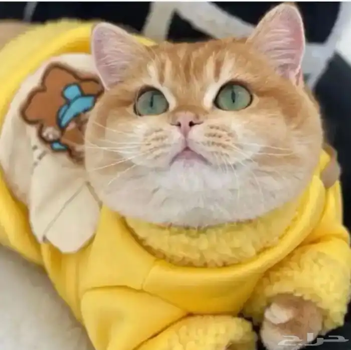 للتزاوج بسعر200 قط برتش مسجل يوجد قطط من الانتاج للبيع 0