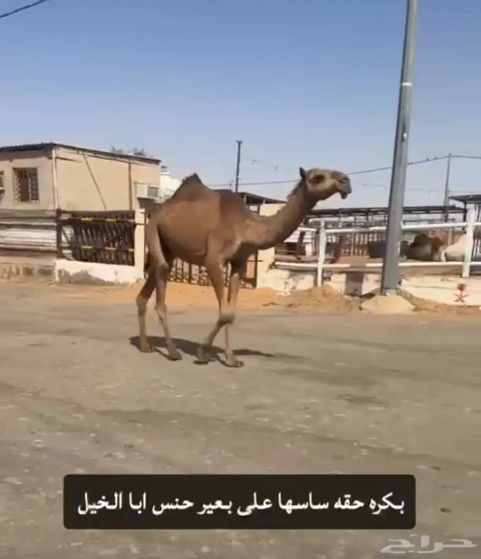 بكره حقه 0