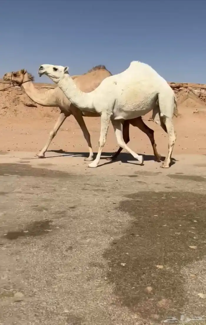 بكار السن لقية وضحاء ولقية شقحاء 0
