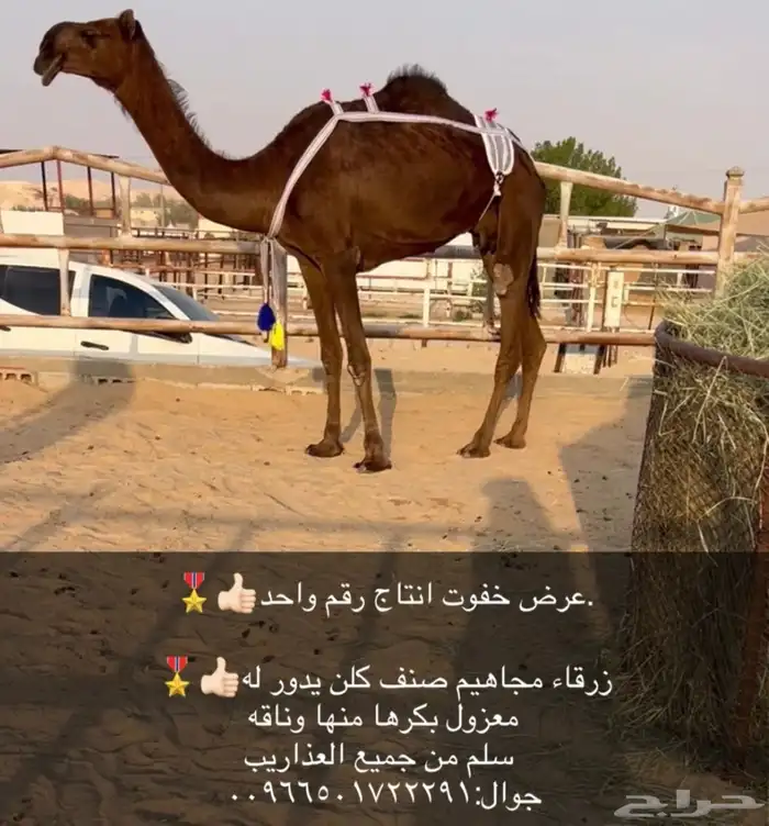 عشرا ضروبه 1