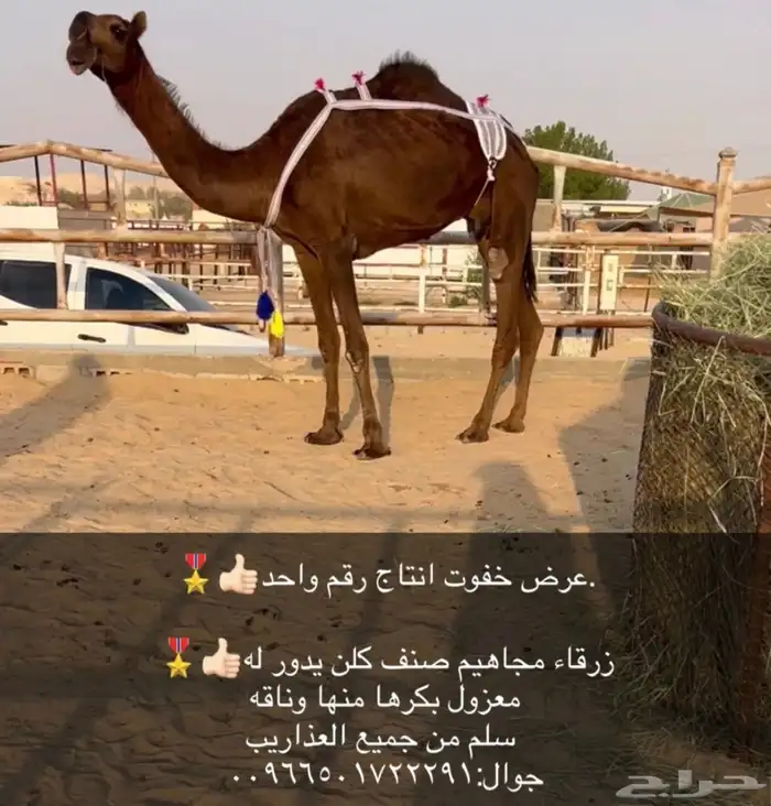 عشرا ضروبه 0