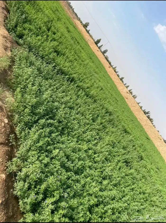 برسيم اخضر 2