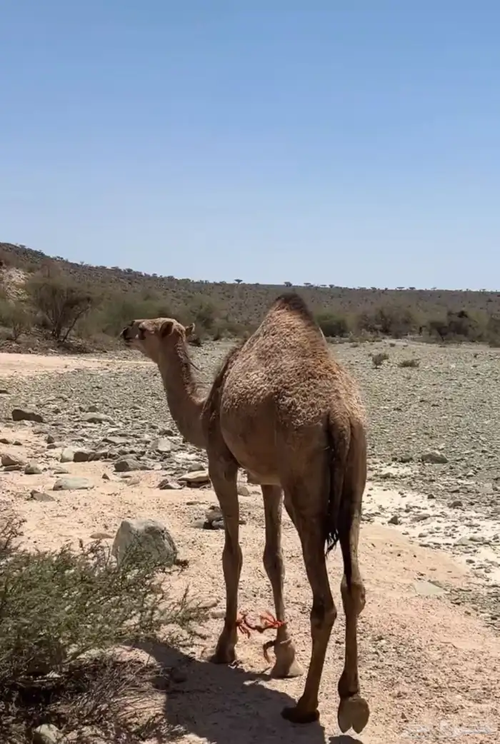 بكره 0