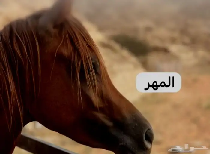 حصان مهر حاار بداية عسافه 3