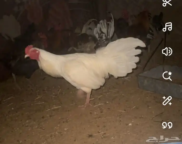 ديك مهجن على شرط 0