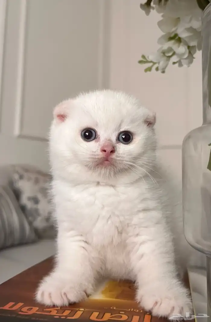 سكوتش فولد ذكر للبيع 0