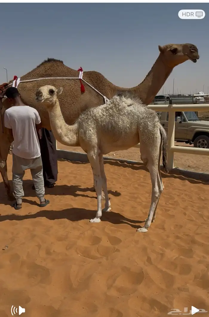 بكر حمرا تحتها بكره 3