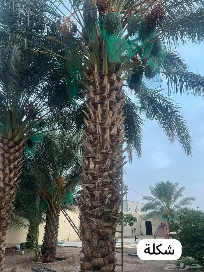 نخل مخاريف نقايلل شكلة -خلعة -سكرية -نبوت سلطان 3