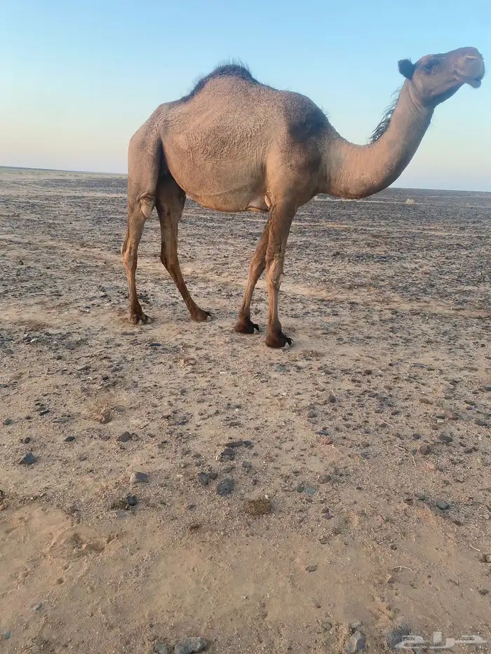 بكره للبيع 3