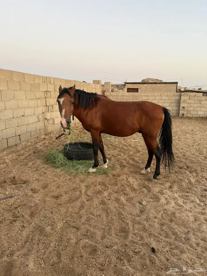 حصان شعبي للبيع 1