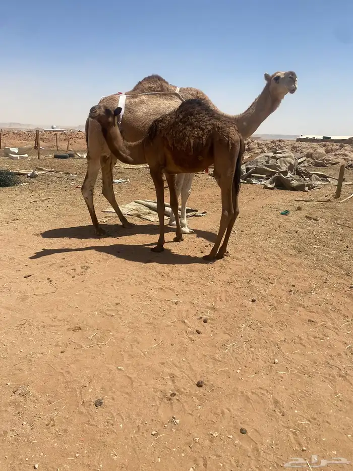 عشرا سدس تحتها قعود 0