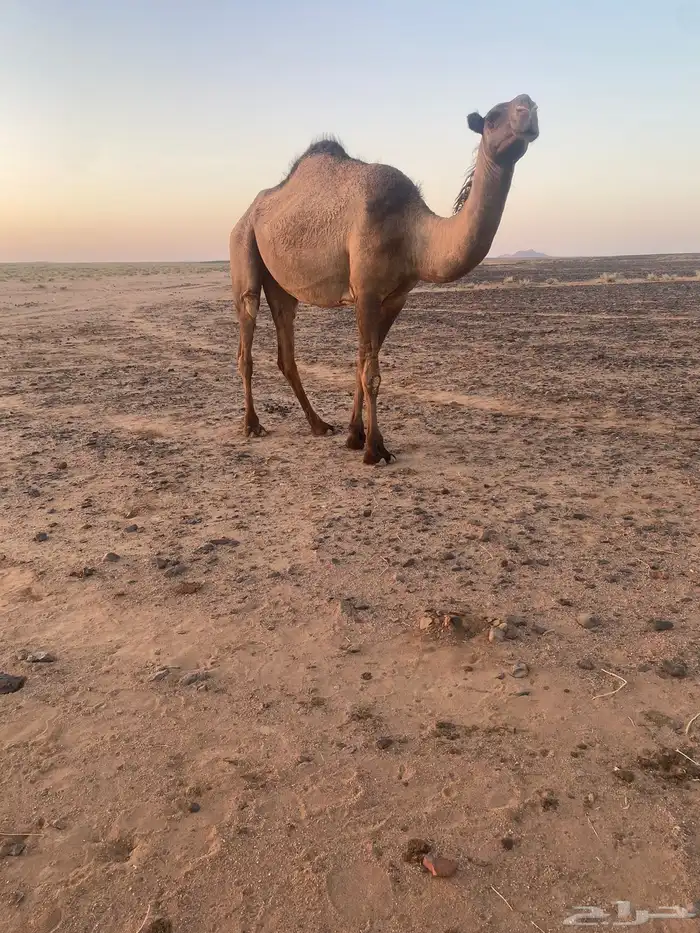 بكره للبيع 2