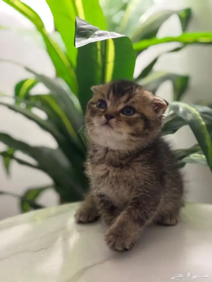 قطط سكوتش صغيره للبيع 7