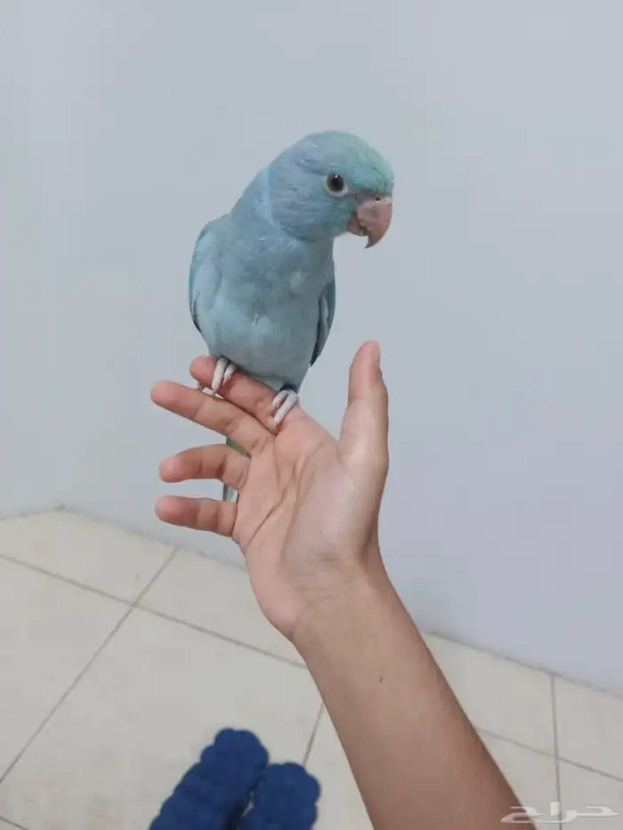 دره هولنديه ماشاء الله تبارك الرحمان حجم جامبو وأليفه حمام 1