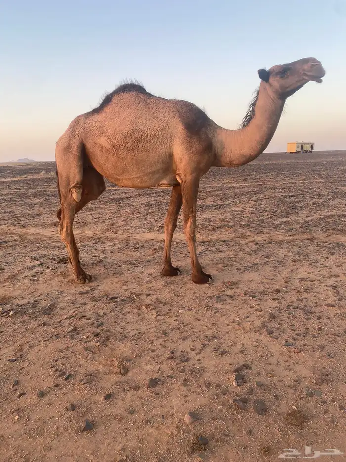 بكره للبيع 0