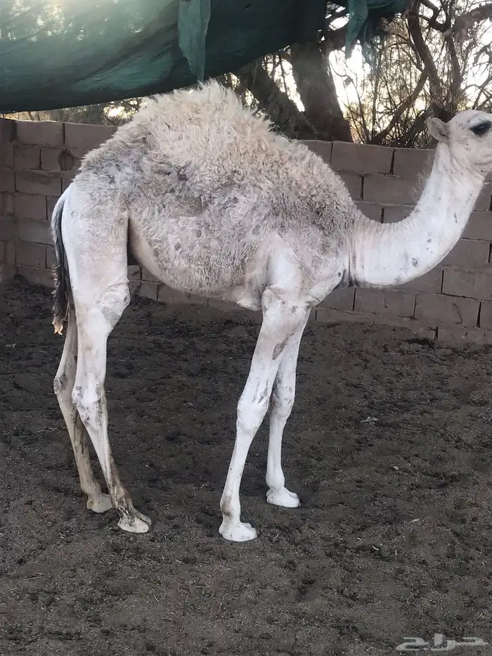 قعدان للبيع 0