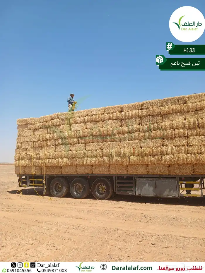 تبن قمح نخب أول 1
