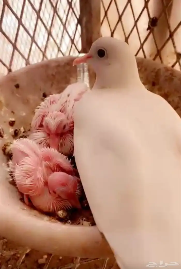حمام قماري ابيض 3