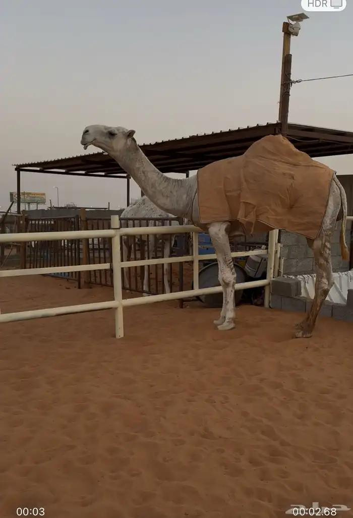قعود جذع 0