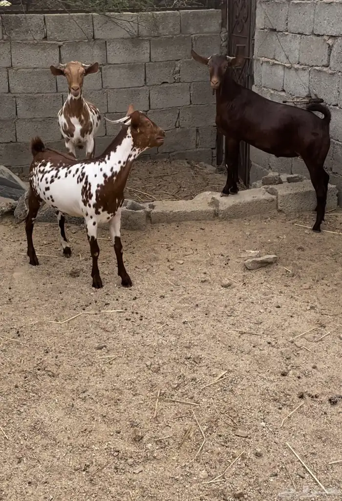 تيوس مخصيه للبيع 2
