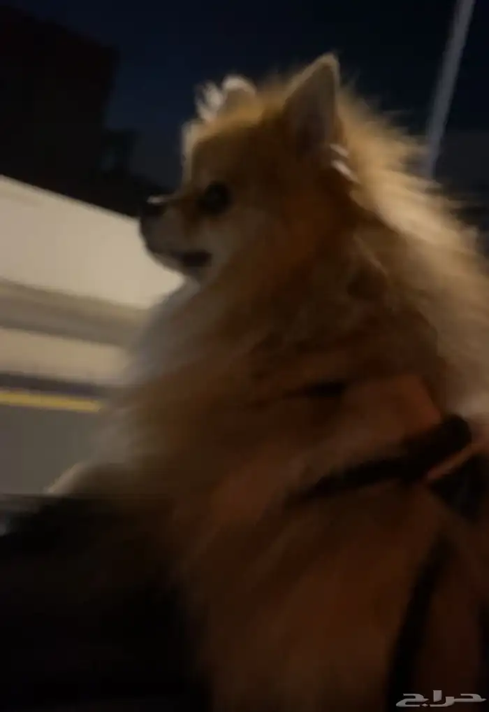 كلب بومنيريان بيور تي كب حجم صغير 3