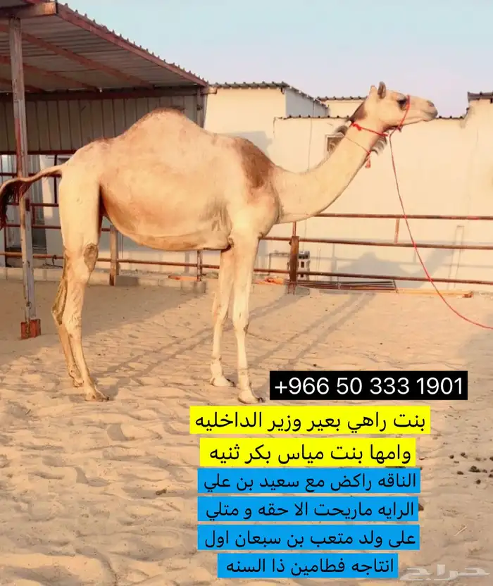 هجن راكض بنت راهي بعير وزير الداخليه ولقحه على ولد متعب 0