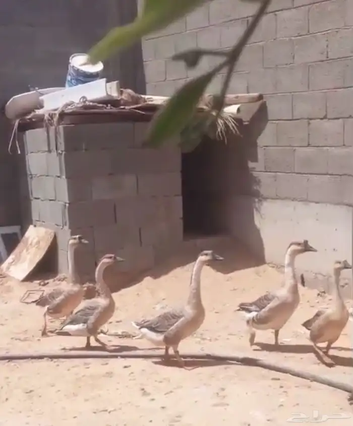 وز عراقي زوجين وانثى 2