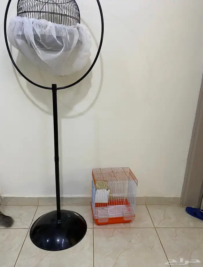 عصافير زيبرا ذكر و انثى 0