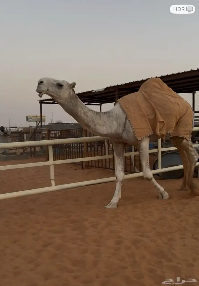 قعود جذع 2