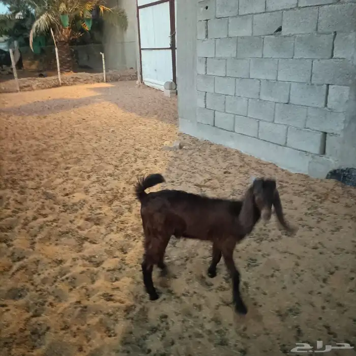 تيس لباني العمر واحد 3 اشهر و الاخر 4 اشهر 1
