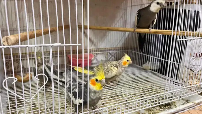 جوز كروان منتج 0