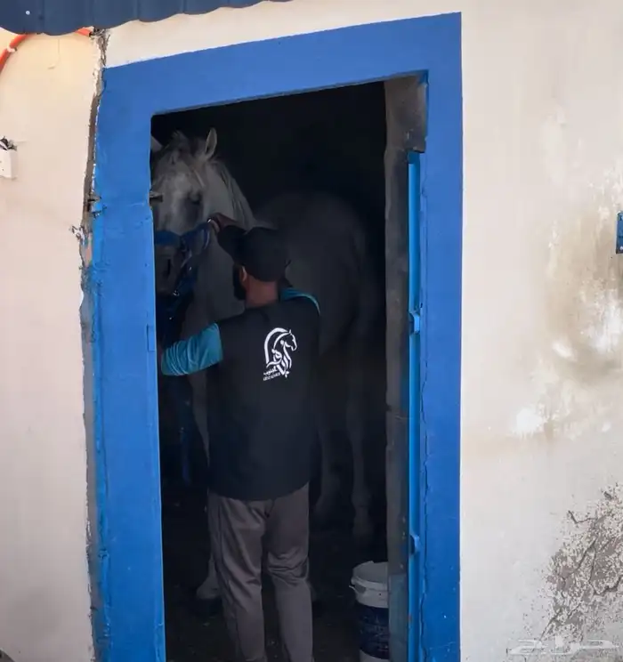 نادي ارياف الجنوب للفروسية 7