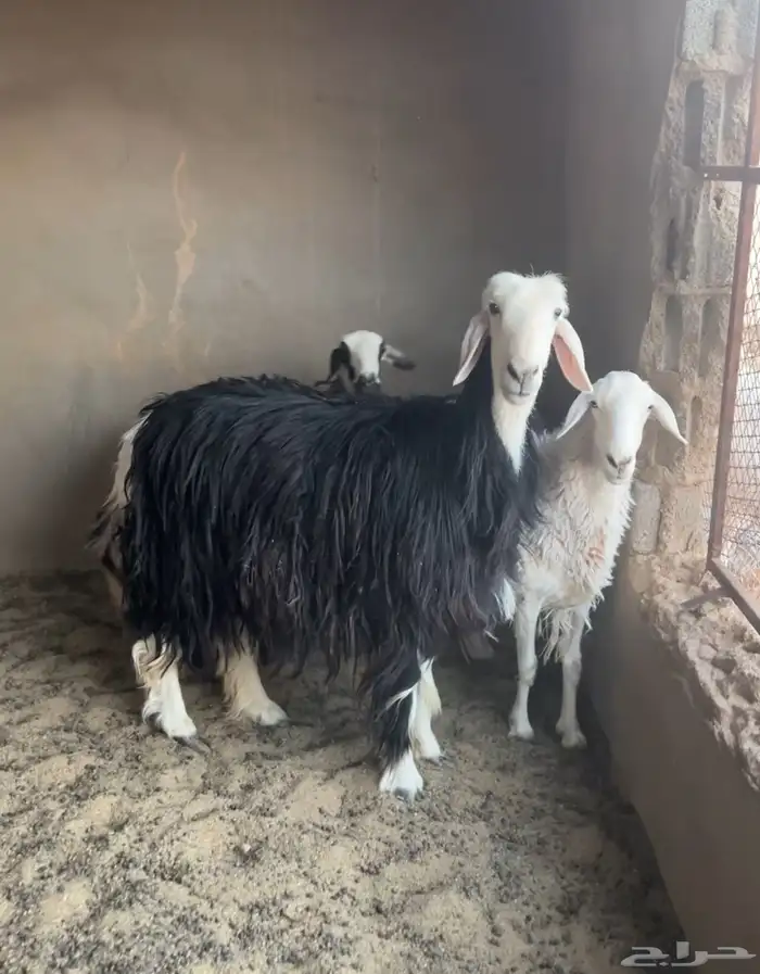 شاه نجديه دافع ورخال جذعات 0