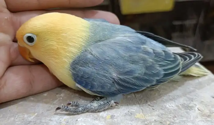 للبيع زوج فيشر اوبلاين طفرات عاليه 2