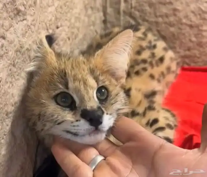 قط السيرفال 4