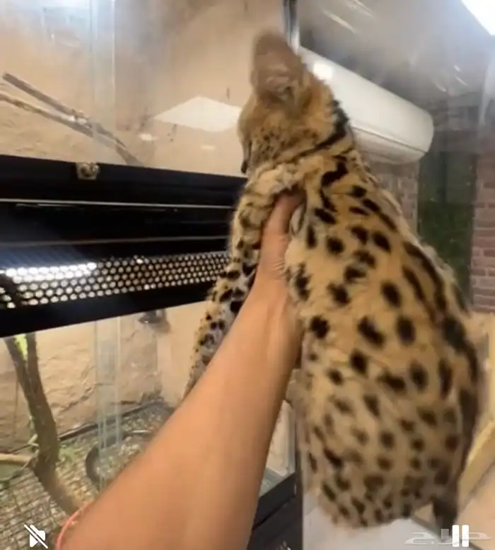 قط السيرفال 5