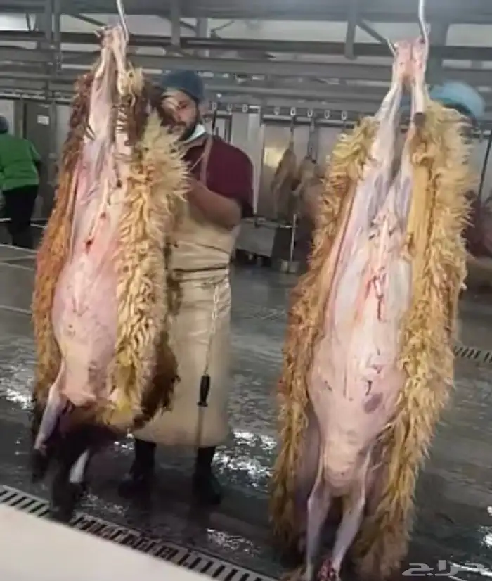 ذبايح حري نعيمي نجدي تيوس عوارض يوجد خدمه الذبح والتوصيل 9