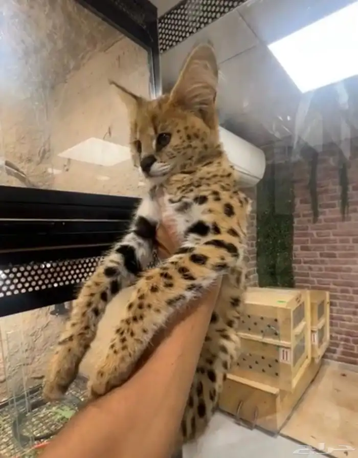 قط السيرفال 1